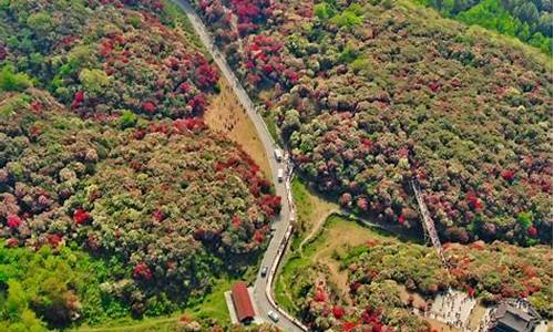 百里杜鹃自驾游路线_百里杜鹃周边景点自驾