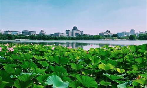 厦门莲花公园简介_厦门莲花公园附近美食